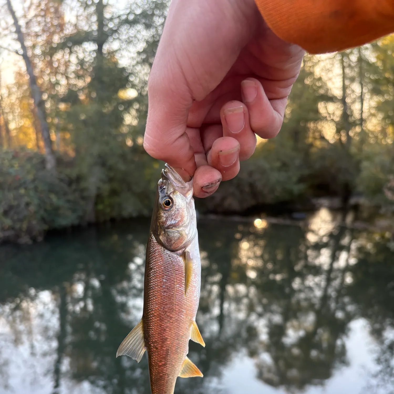 Northern pikeminnow caught on Fishbrain