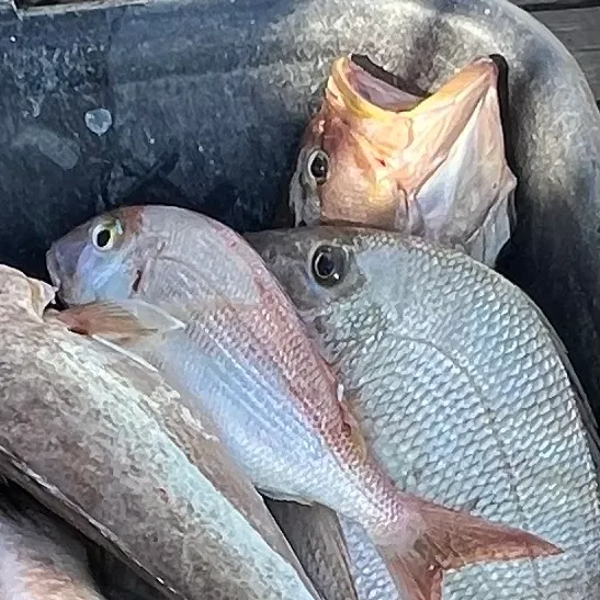 Common seabream caught on Fishbrain