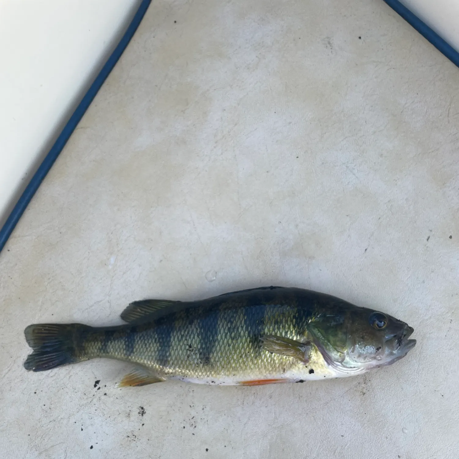 Yellow perch caught on Fishbrain