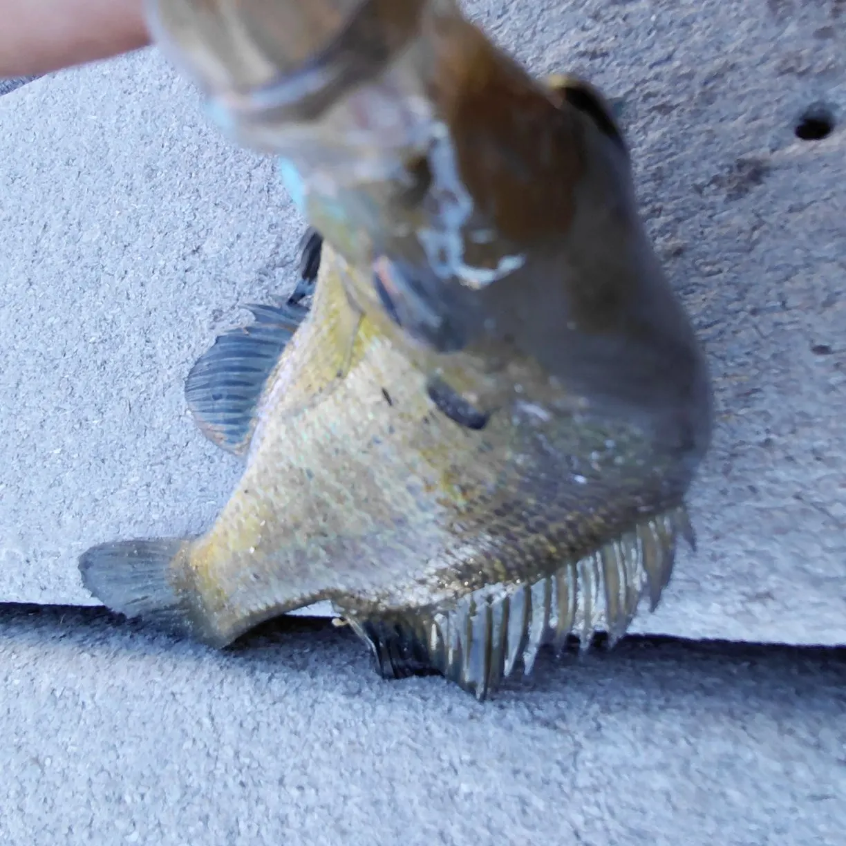 Bluegill caught on Fishbrain