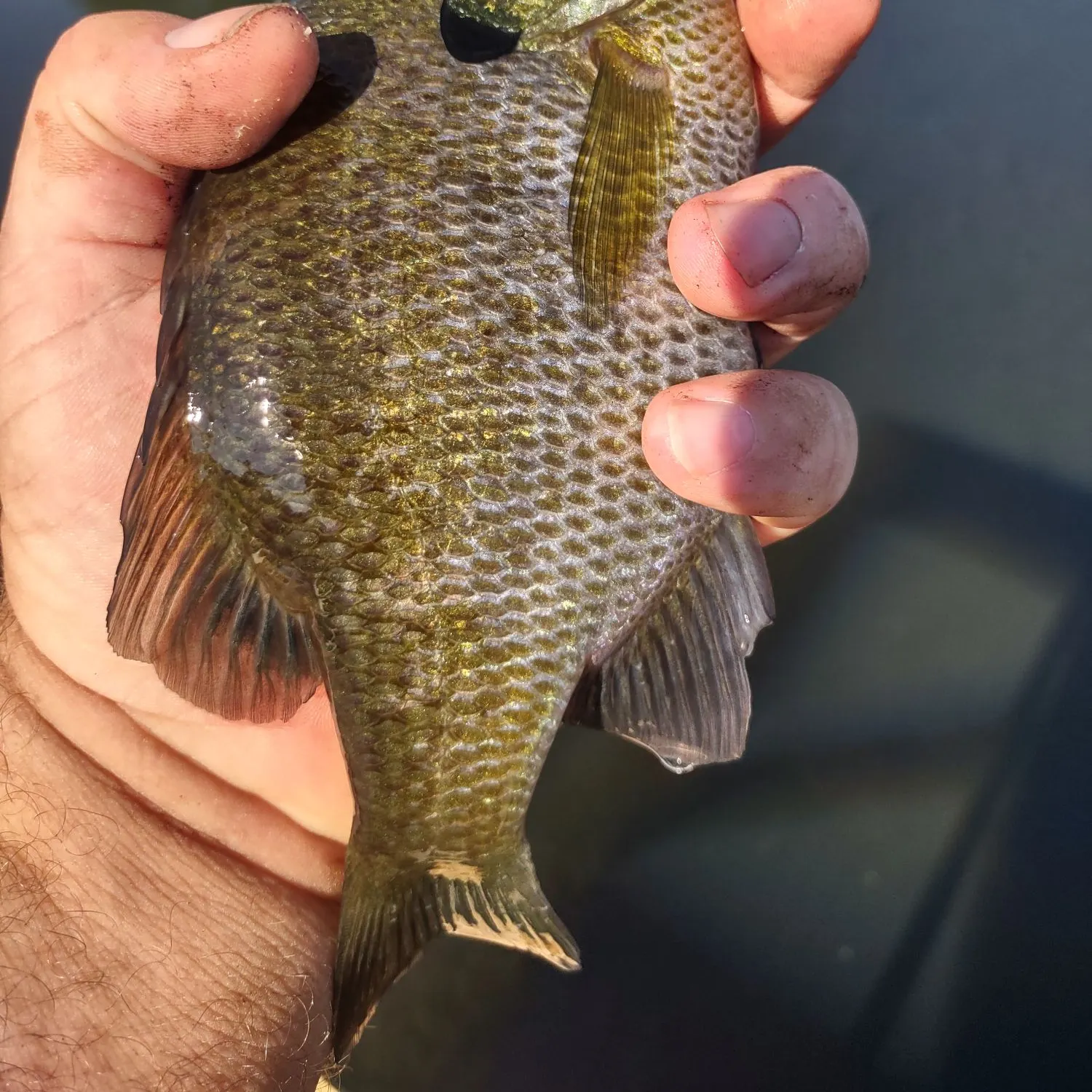 Bluegill caught on Fishbrain