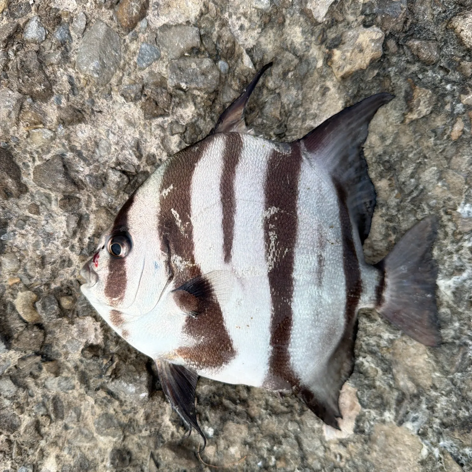 The most recent Atlantic spadefish catches on Fishbrain