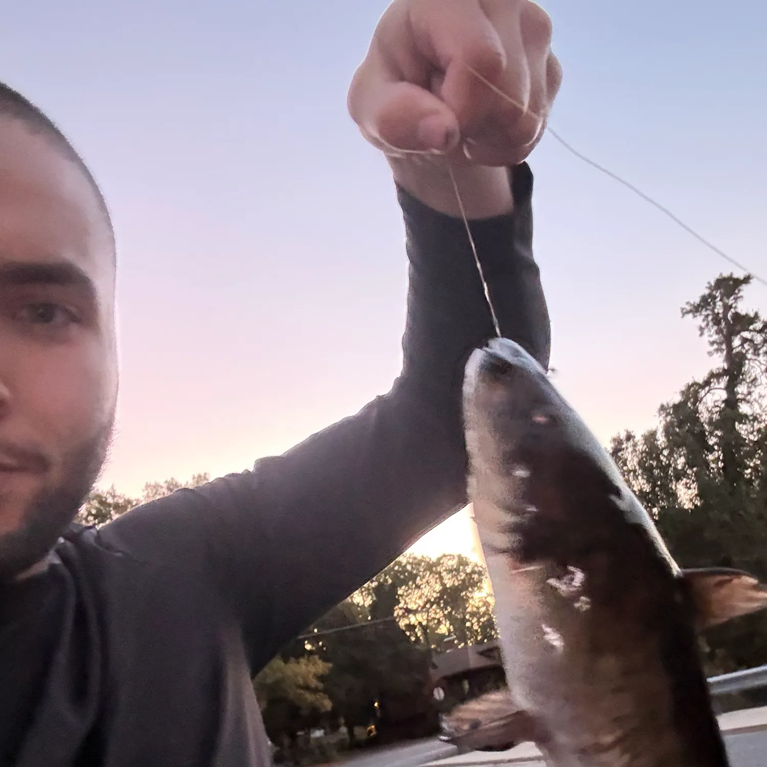 Channel catfish caught on Fishbrain