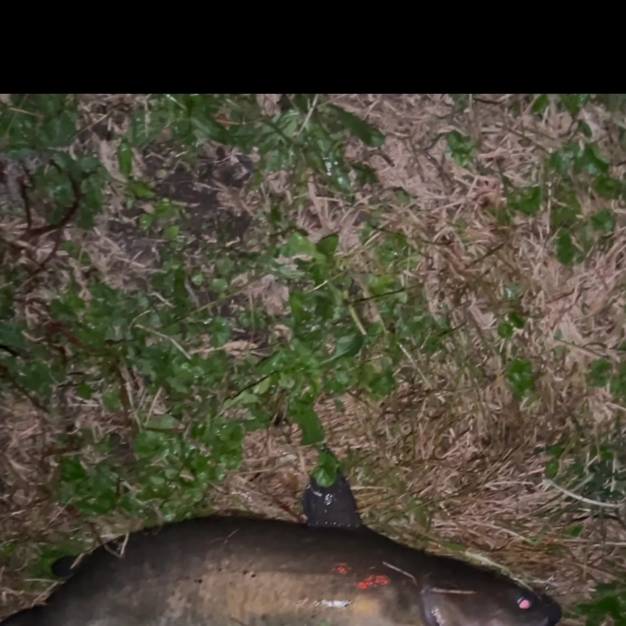 Channel catfish caught on Fishbrain