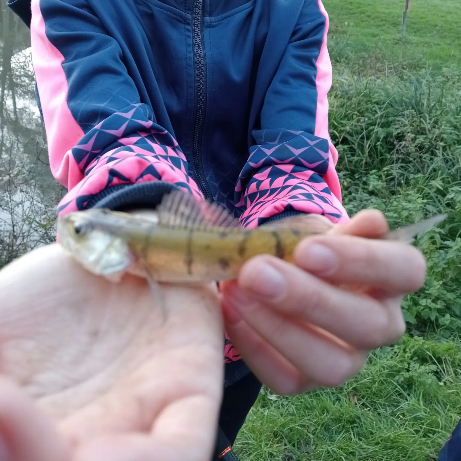 The most recent Zander catches on Fishbrain