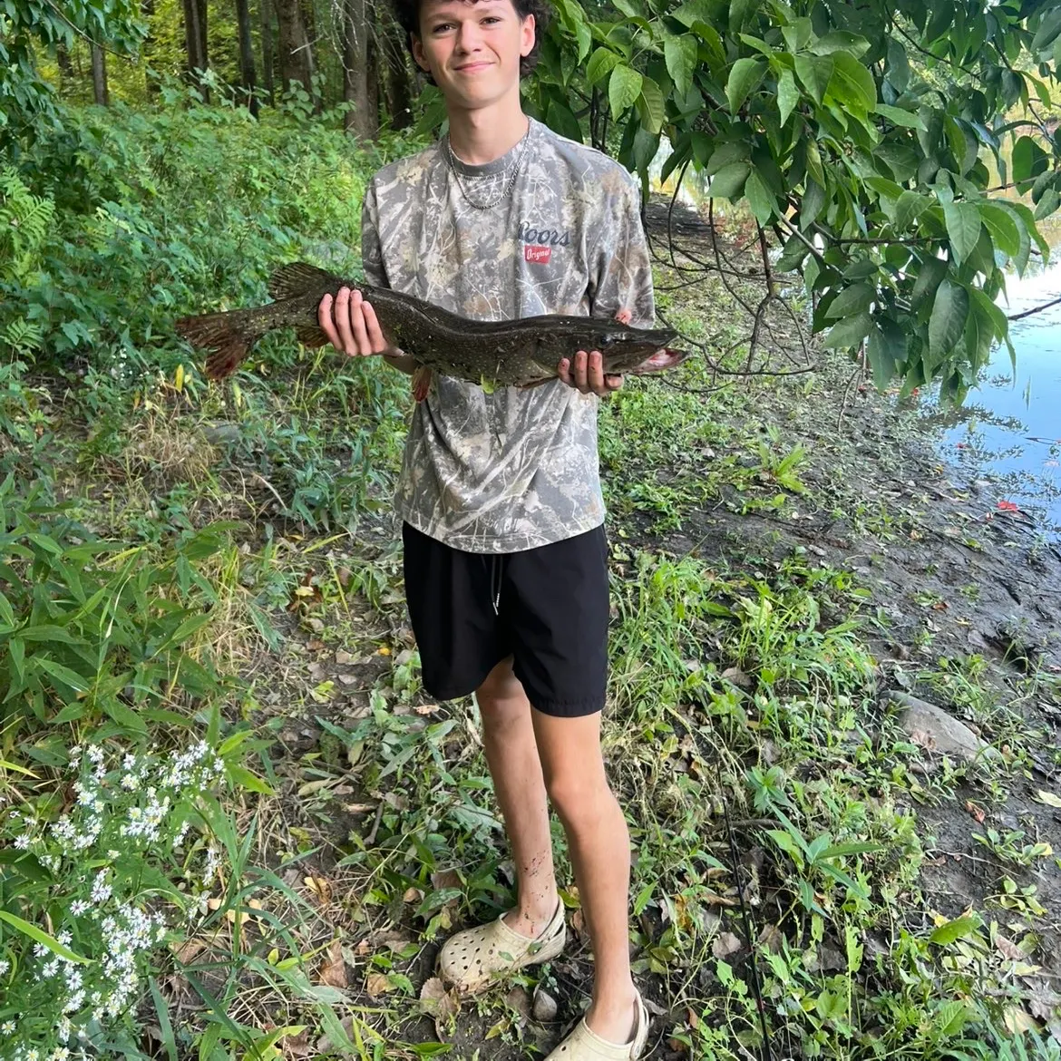 Northern pike caught on Fishbrain