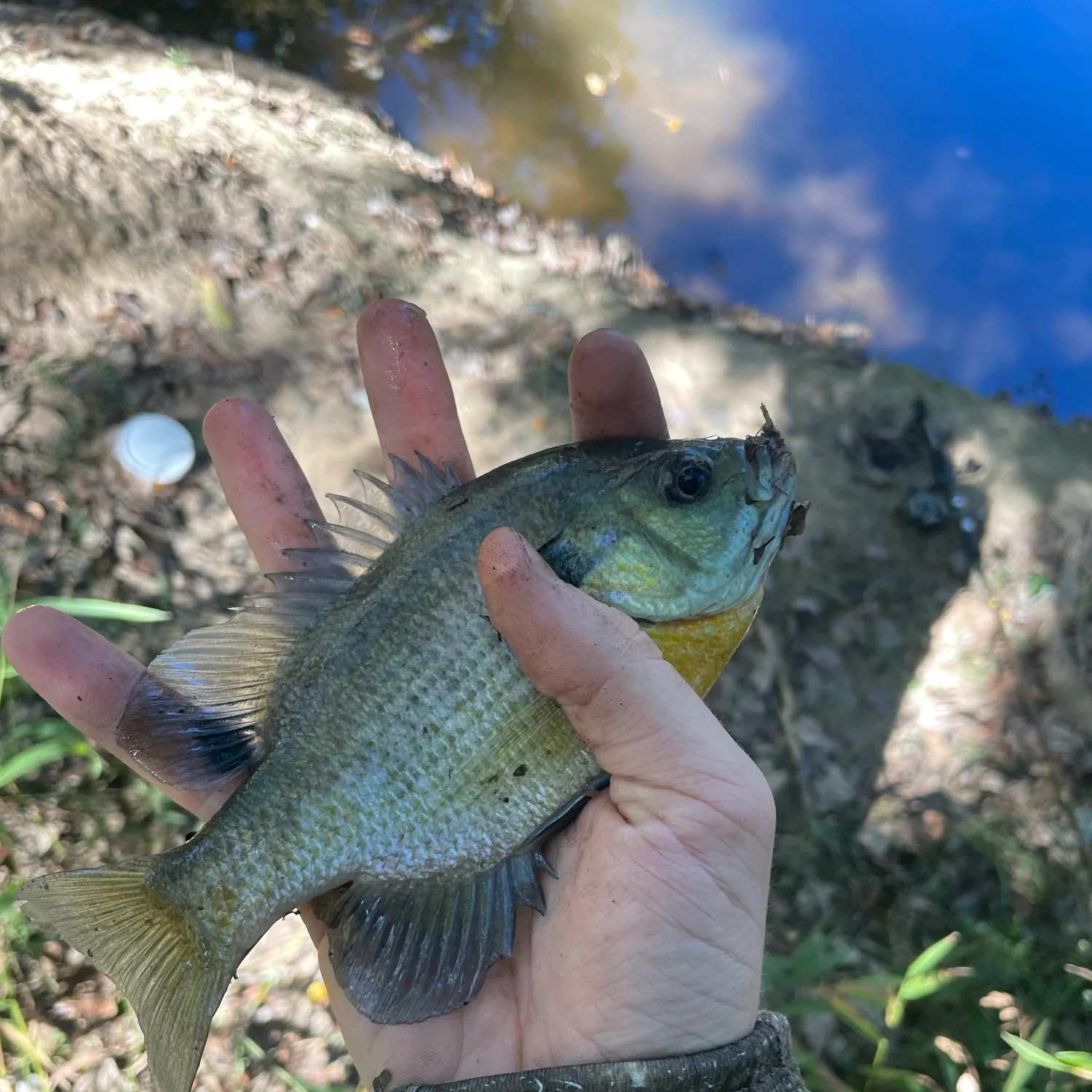 Bluegill caught on Fishbrain