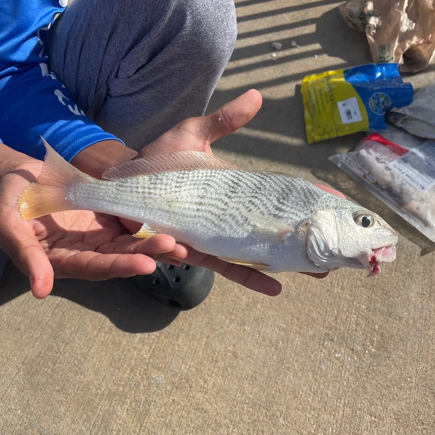 Southern kingcroaker caught on Fishbrain