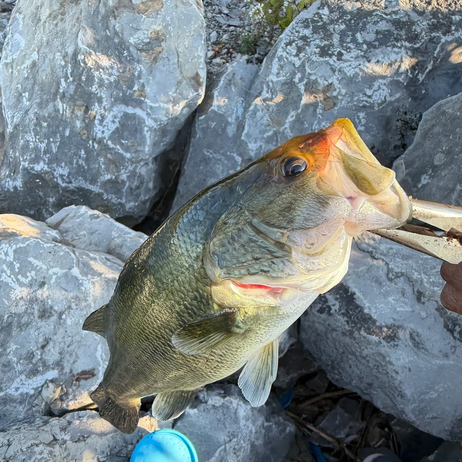 Smallmouth bass caught on Fishbrain