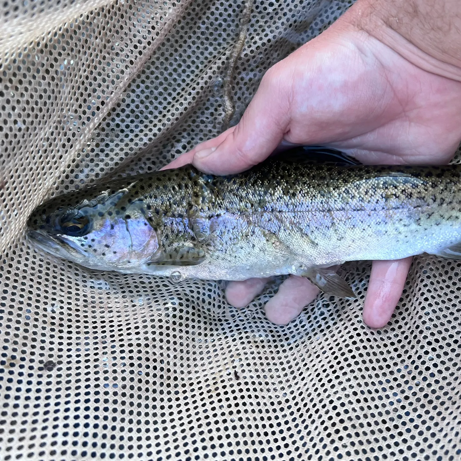 Rainbow trout caught on Fishbrain