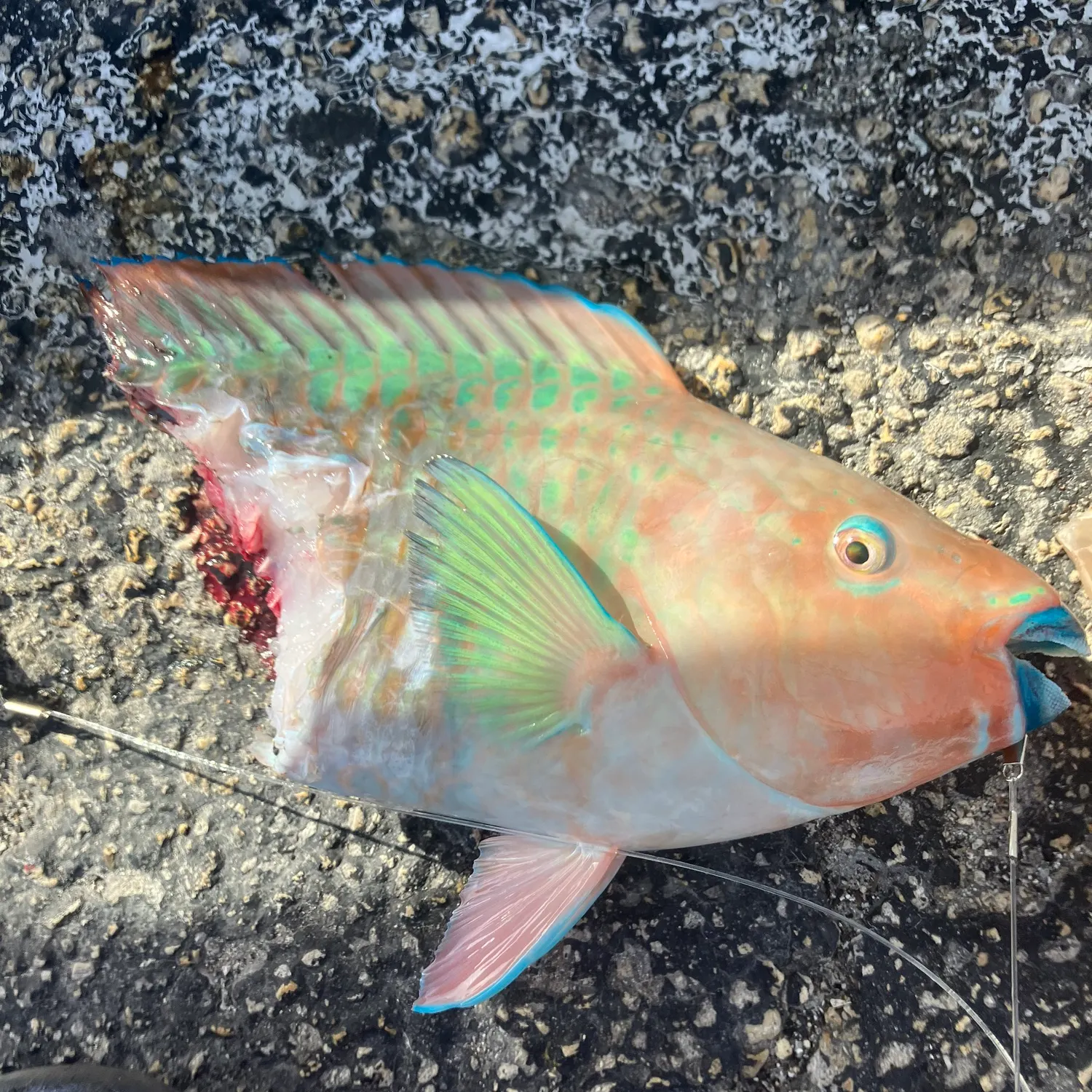 The most recent Rainbow parrotfish catches on Fishbrain