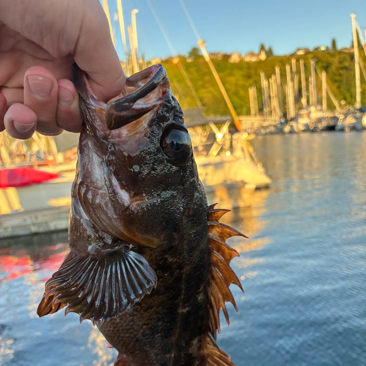 The most recent Brown rockfish catches on Fishbrain