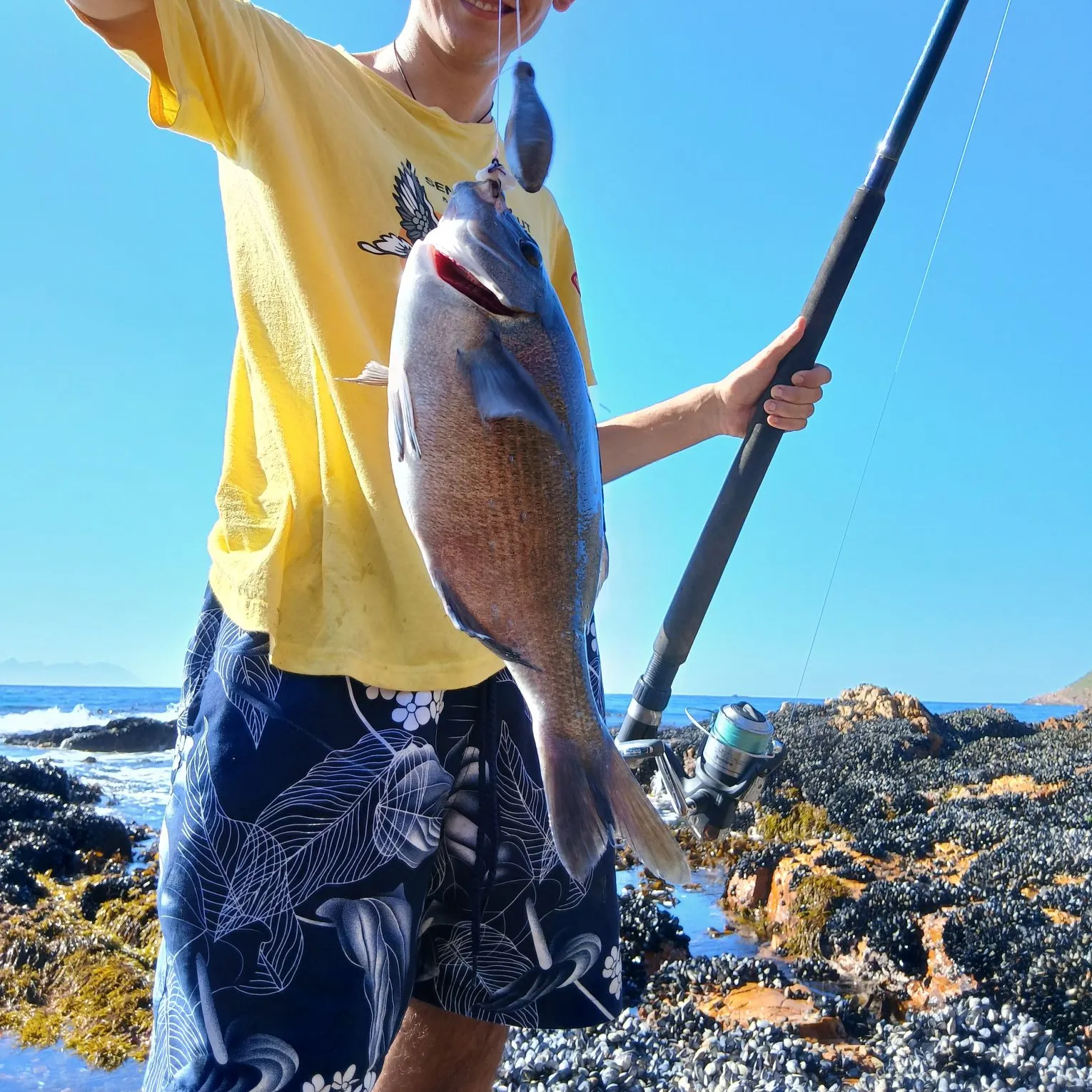 The most recent Hottentot seabream catches on Fishbrain