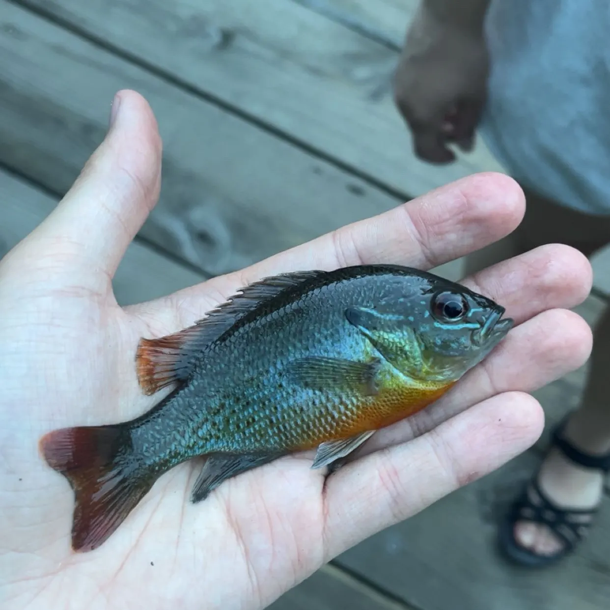 Redbreast sunfish caught on Fishbrain