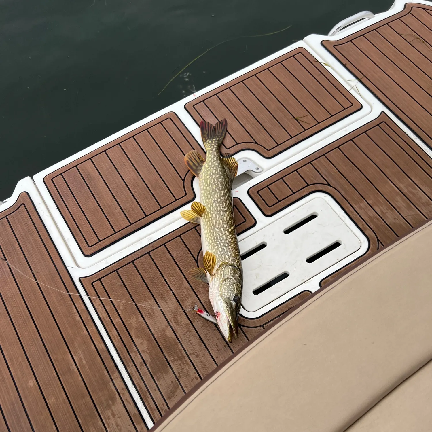 Northern pike caught on Fishbrain