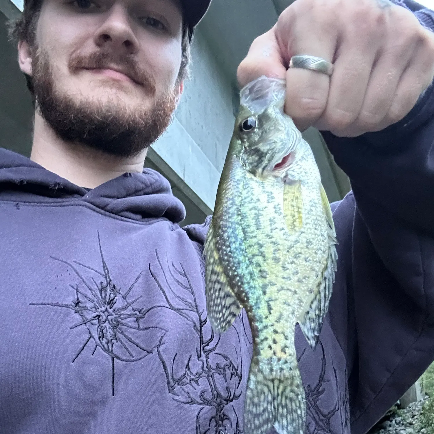 Black crappie caught on Fishbrain