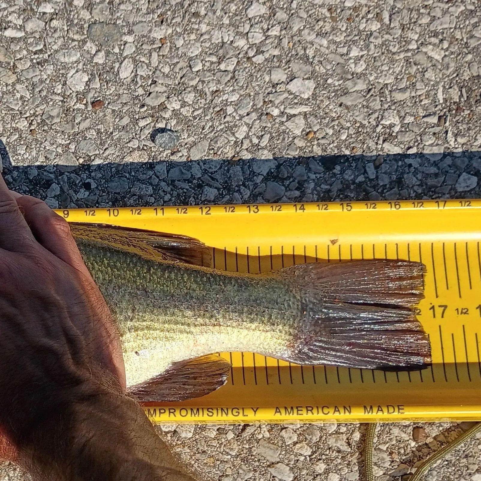Largemouth bass caught on Fishbrain