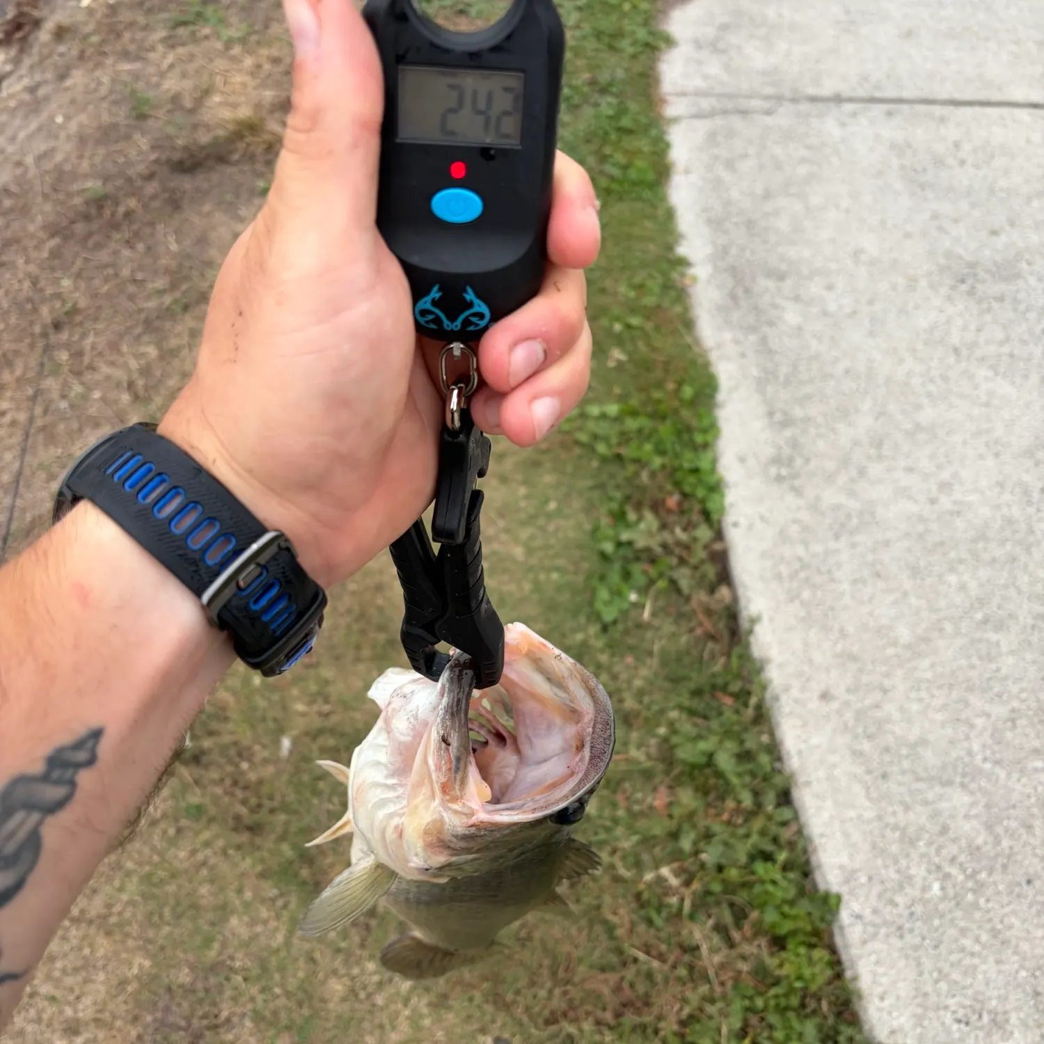 Largemouth bass caught on Fishbrain