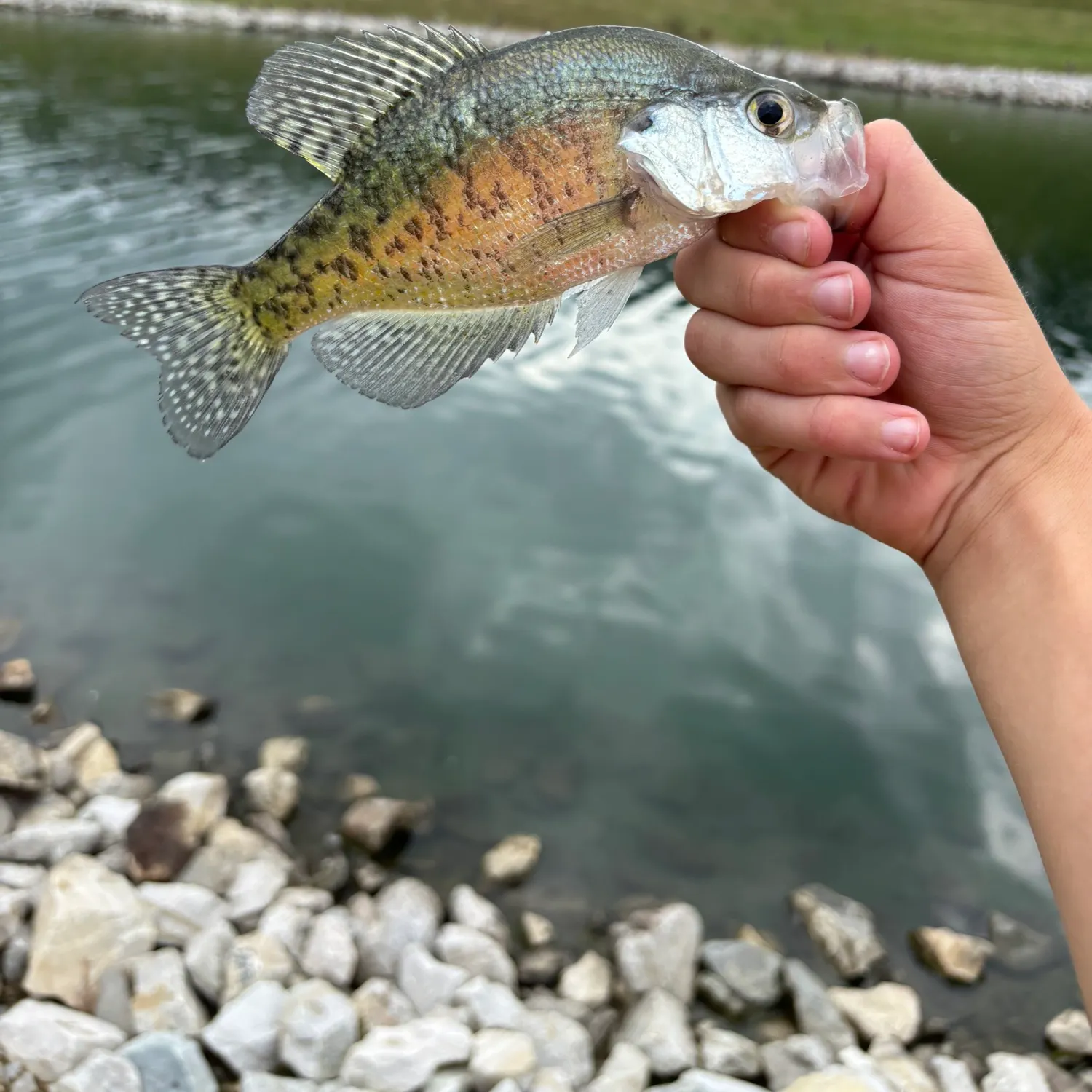 White crappie caught on Fishbrain