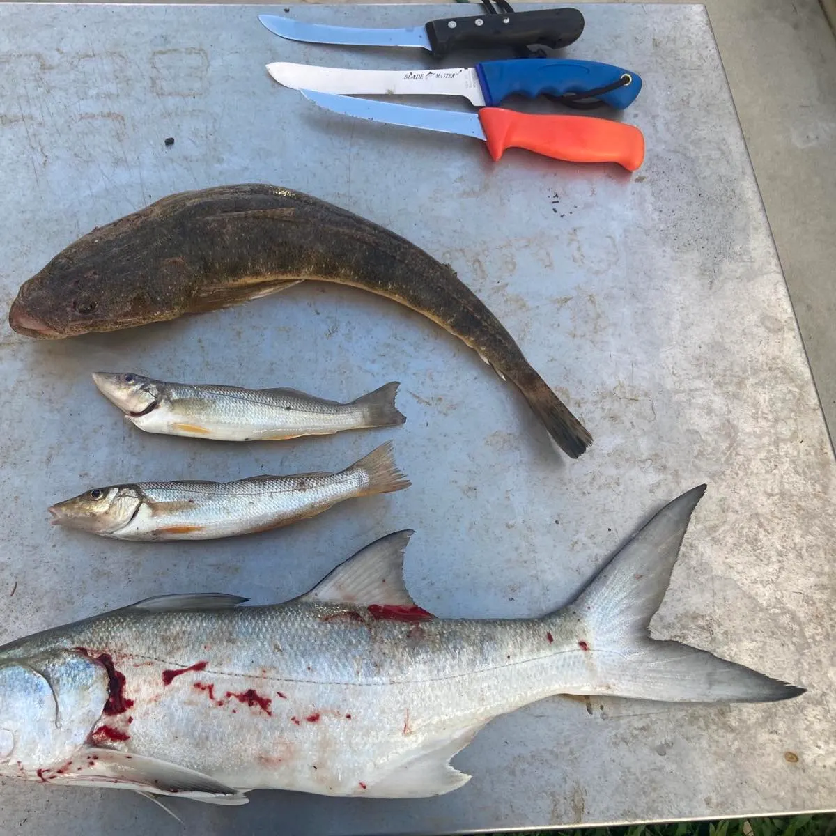 Fishing in Mackay (Australia) ️️️️ Find Spots, Species & Tips