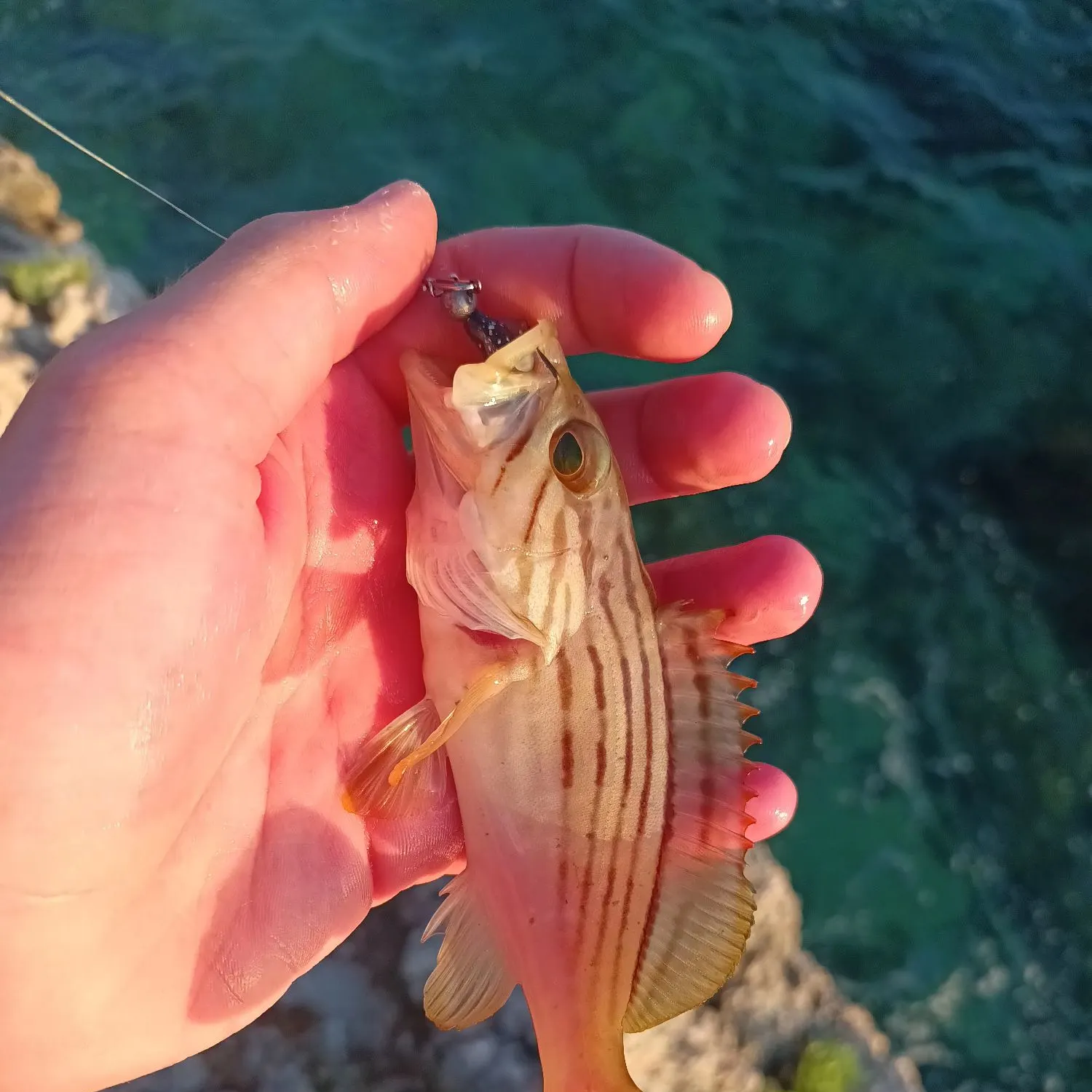 The most recent Goldblotched grouper catches on Fishbrain