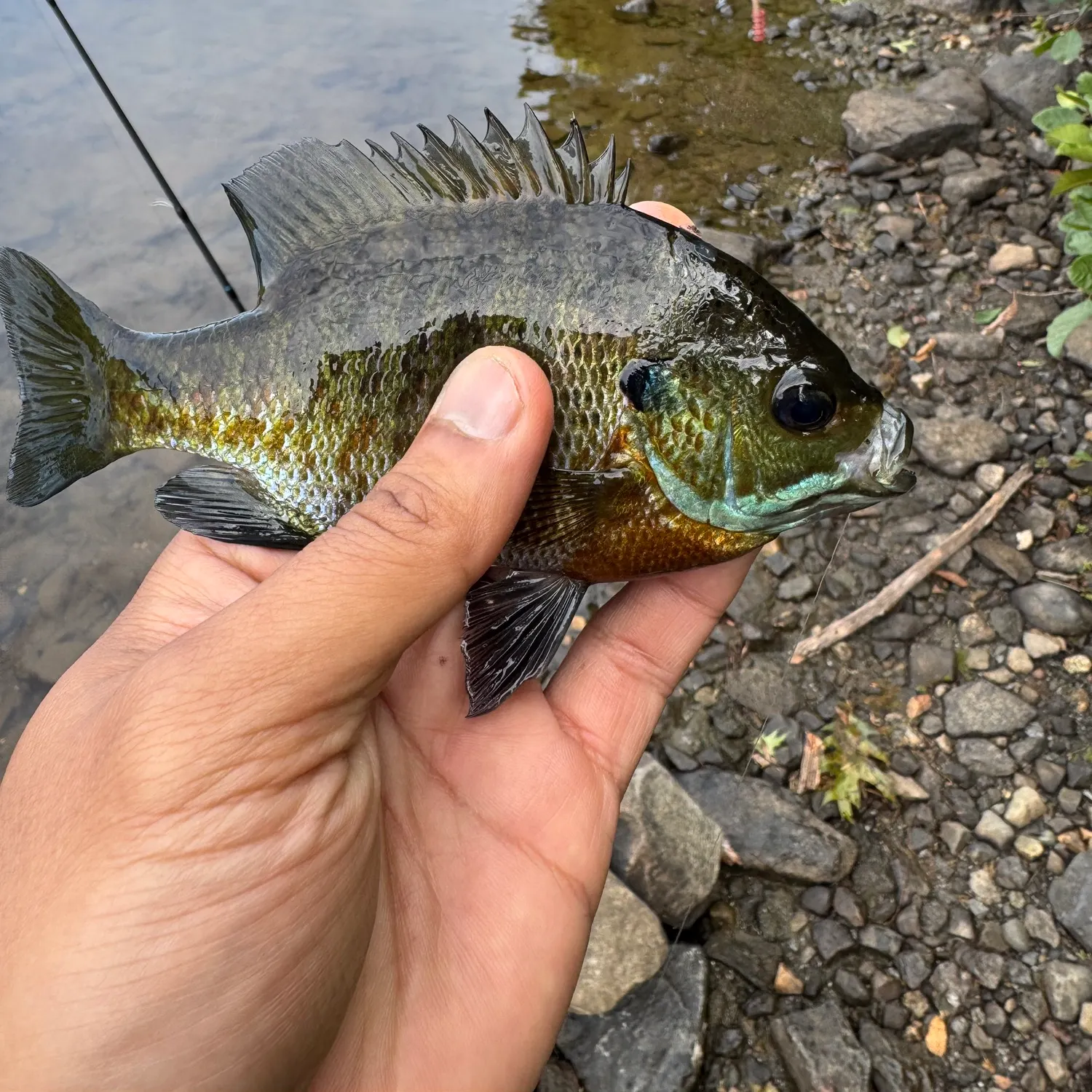Bluegill caught on Fishbrain