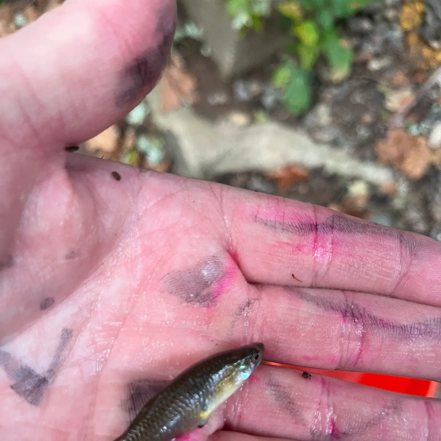 Western mosquitofish caught on Fishbrain