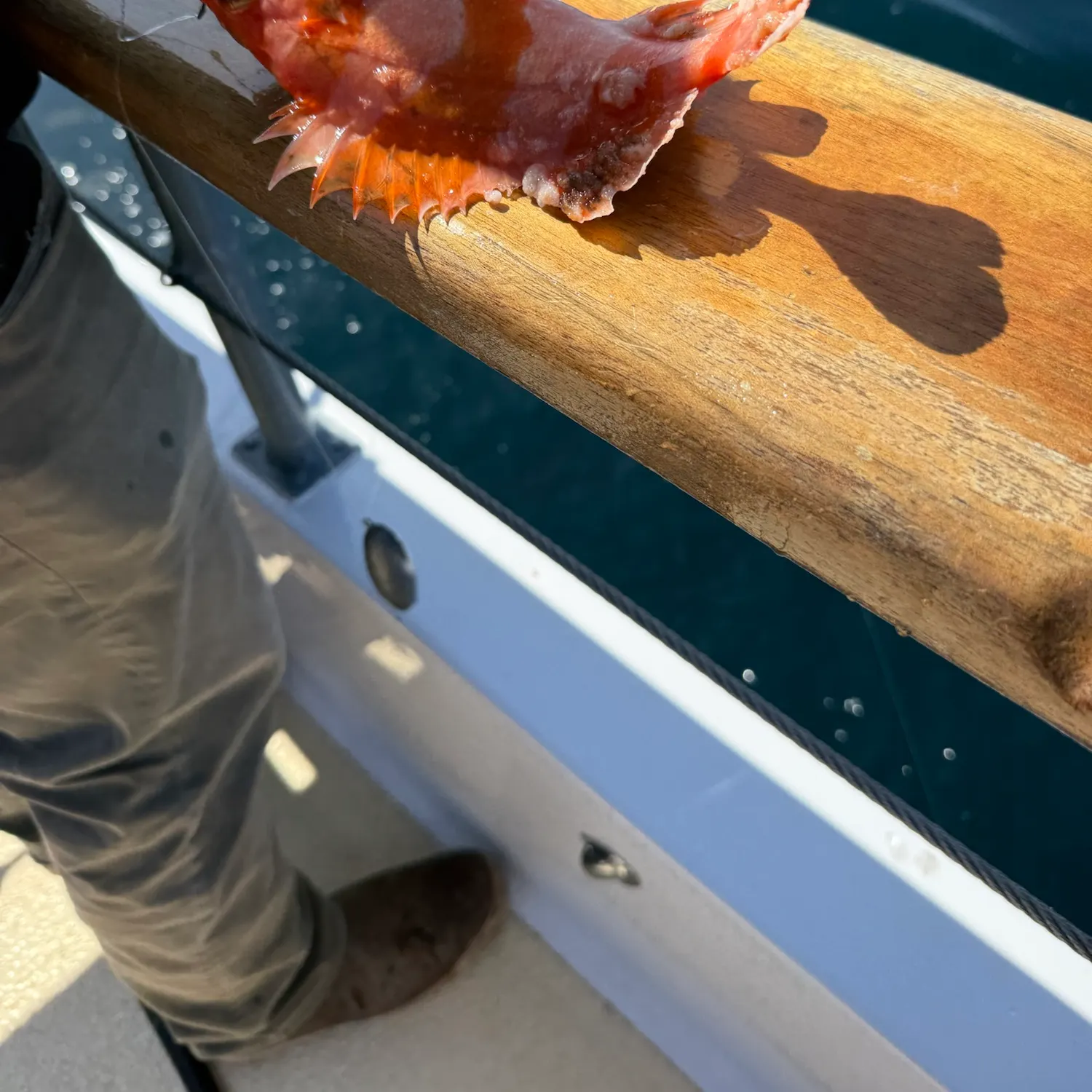 The most recent Flag rockfish catches on Fishbrain