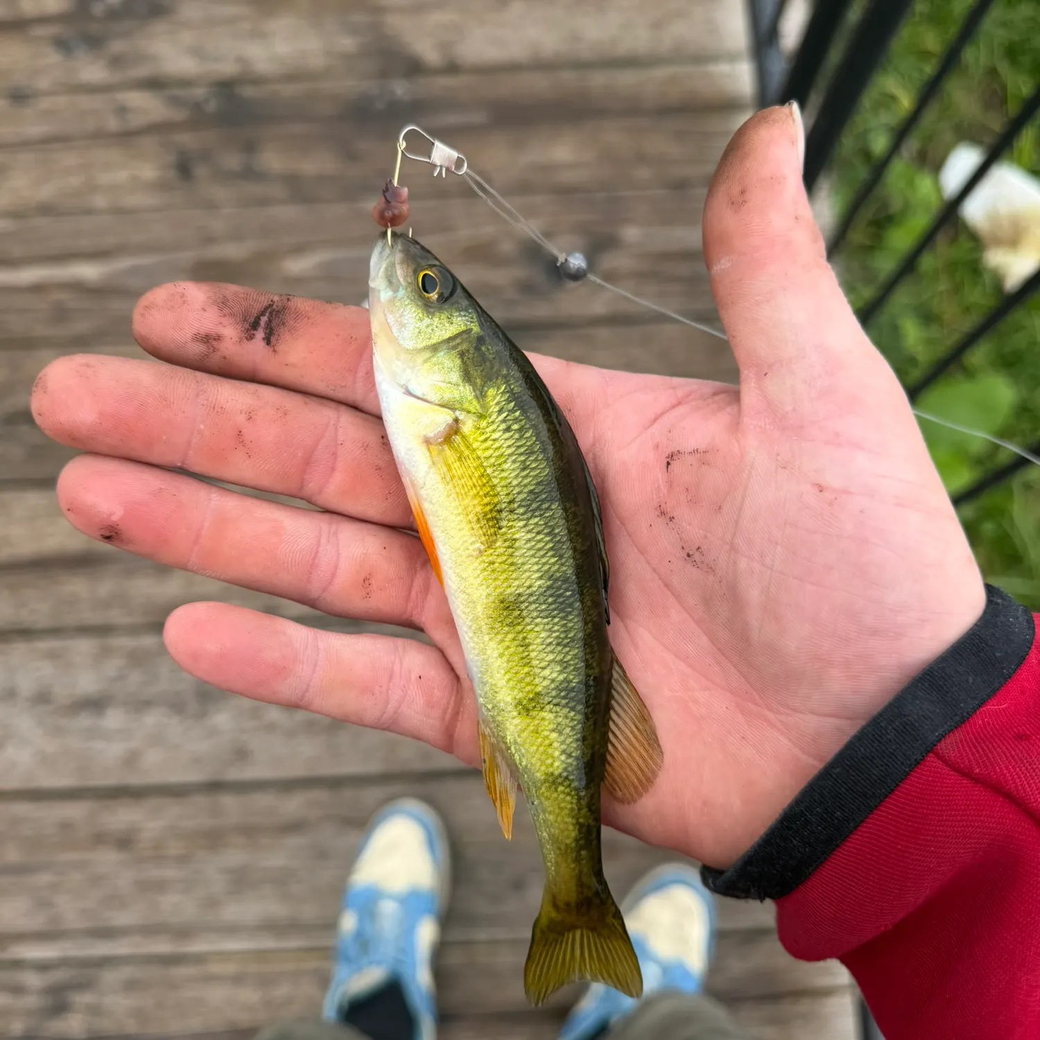 Yellow perch caught on Fishbrain