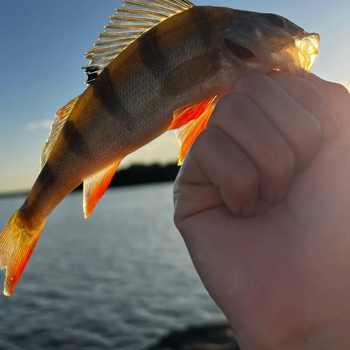 European perch caught on Fishbrain