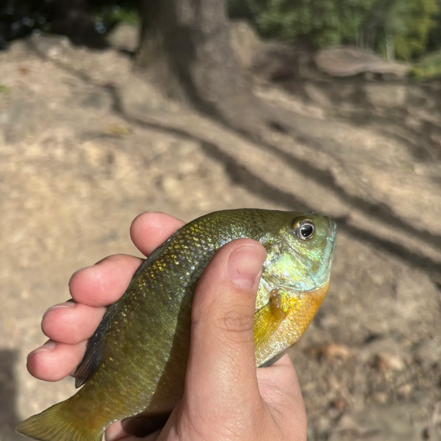 Bluegill caught on Fishbrain