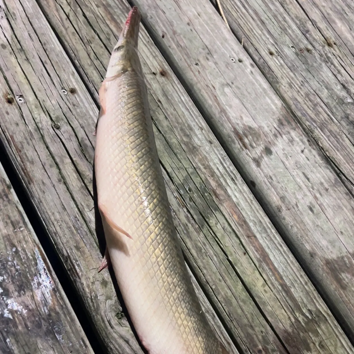 recently logged catches