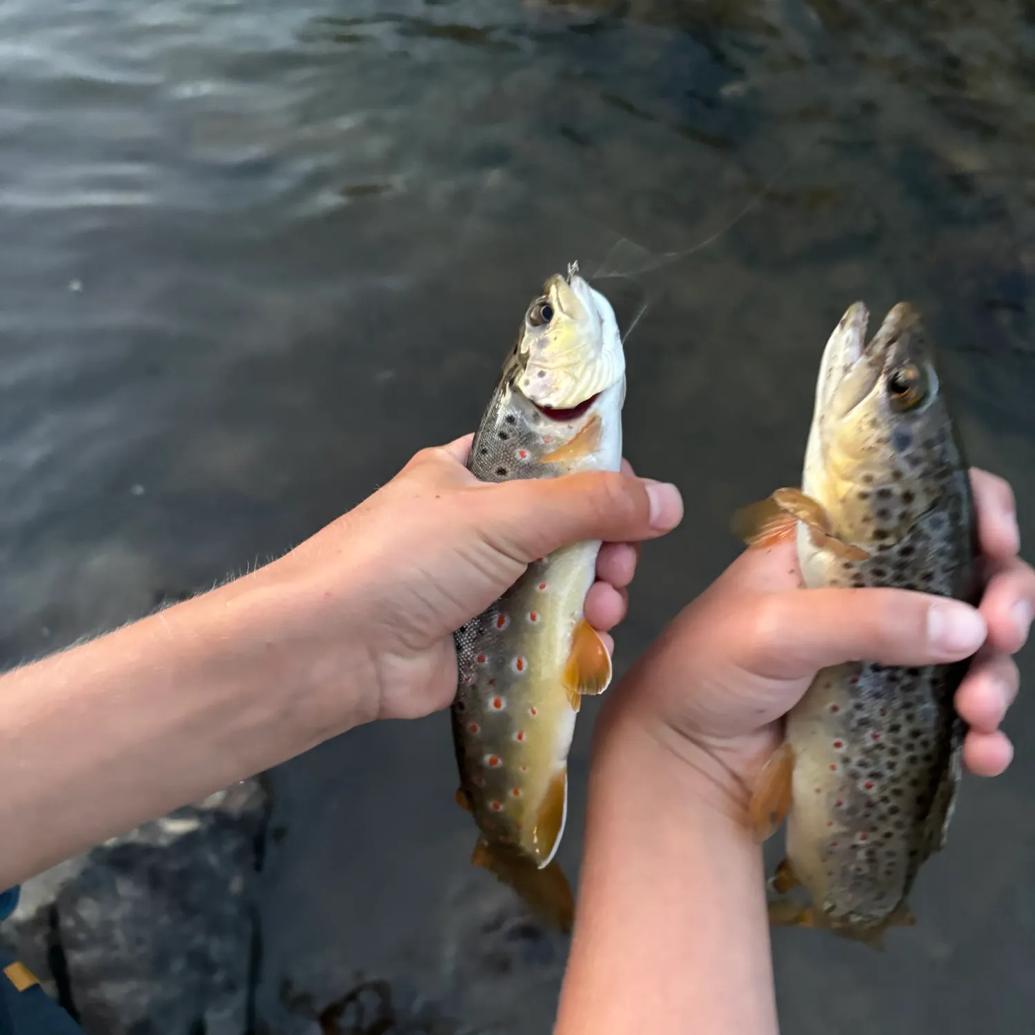recently logged catches