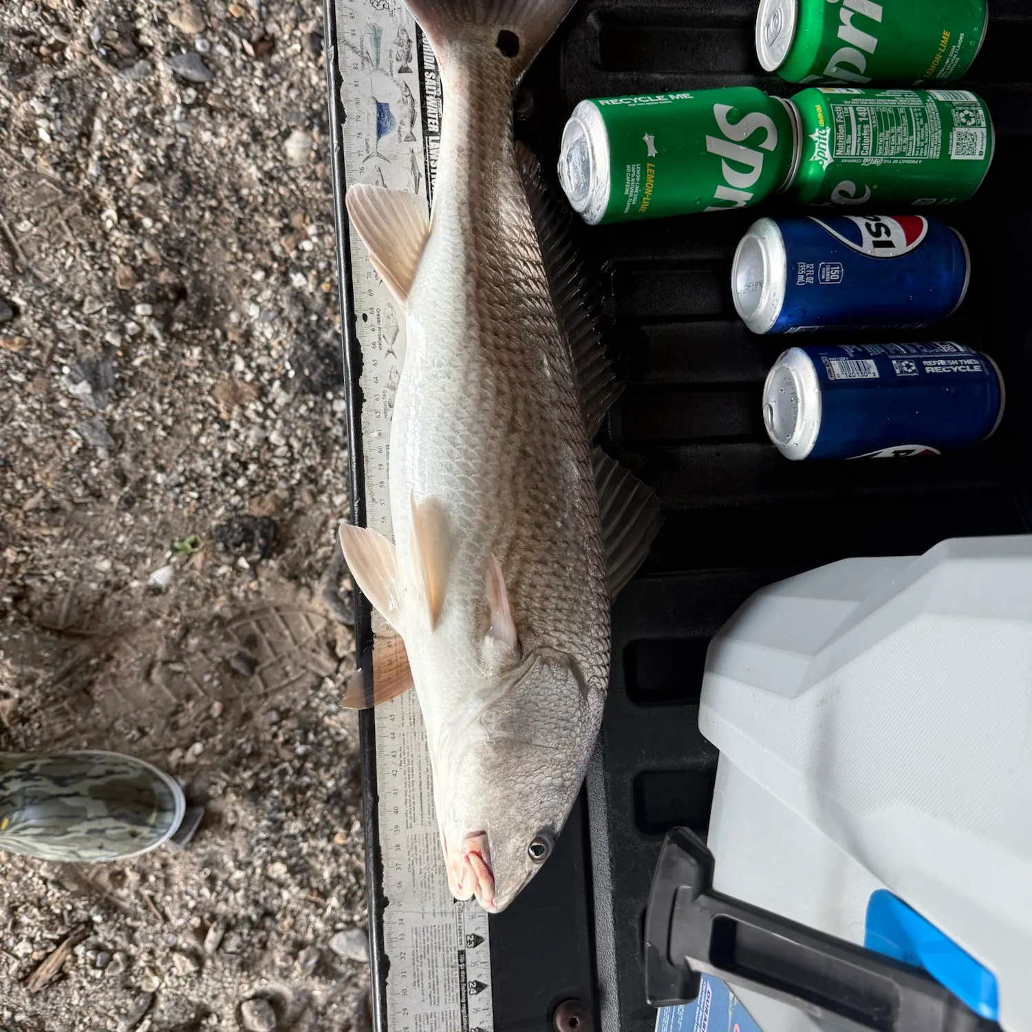 Red drum caught on Fishbrain