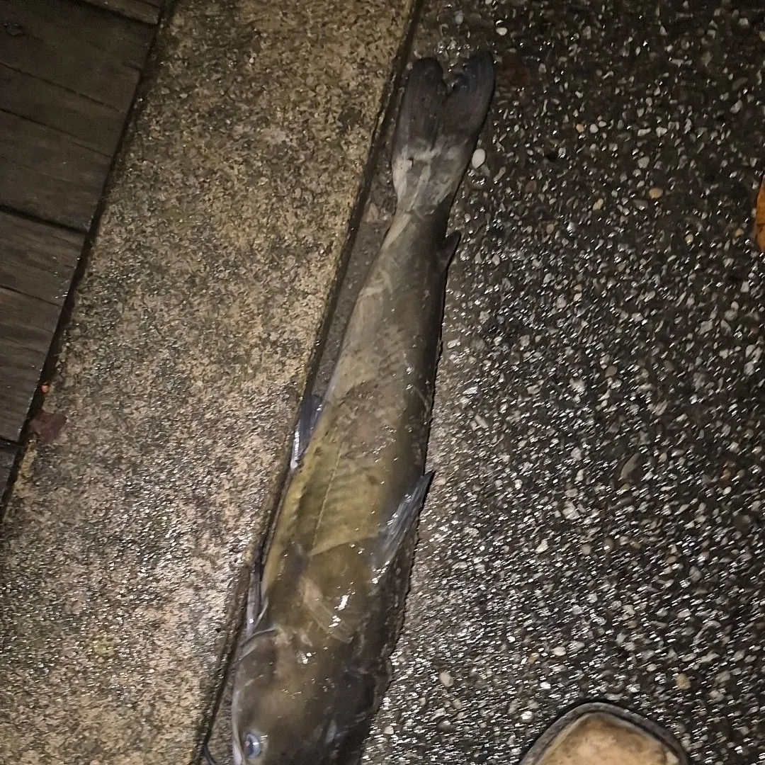 Channel catfish caught on Fishbrain