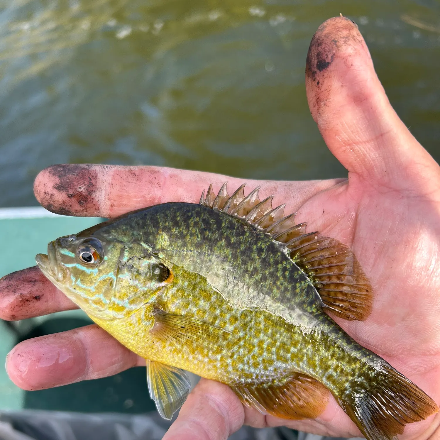 Pumpkinseed caught on Fishbrain