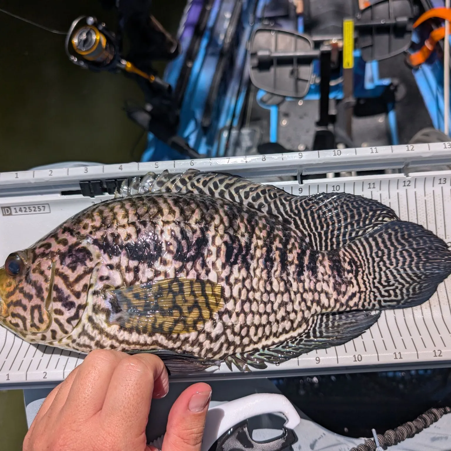 The most recent Jaguar cichlid catches on Fishbrain