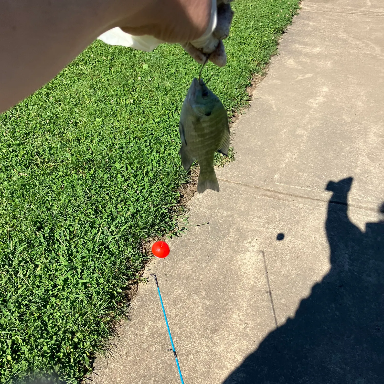 Bluegill caught on Fishbrain