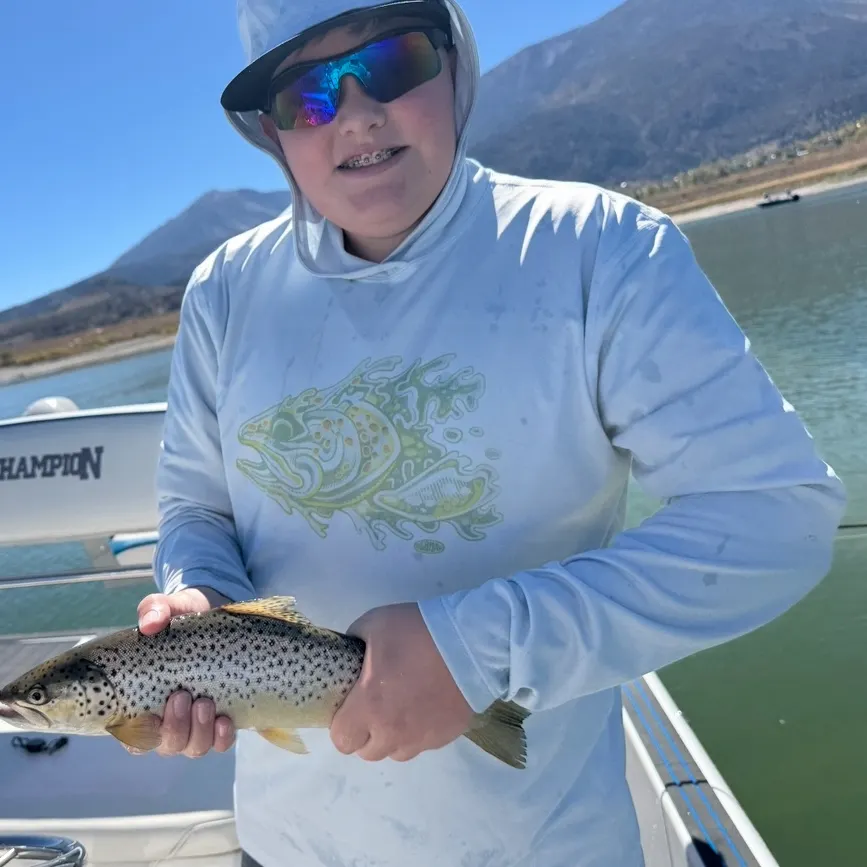 Brown trout caught on Fishbrain