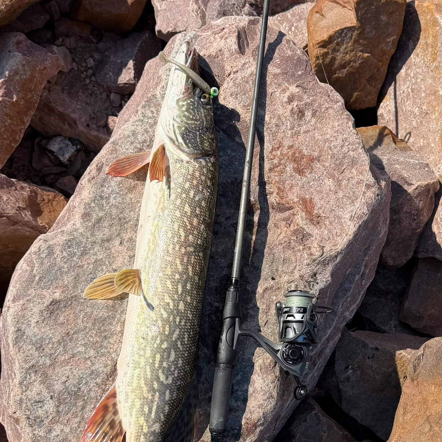 Northern pike caught on Fishbrain