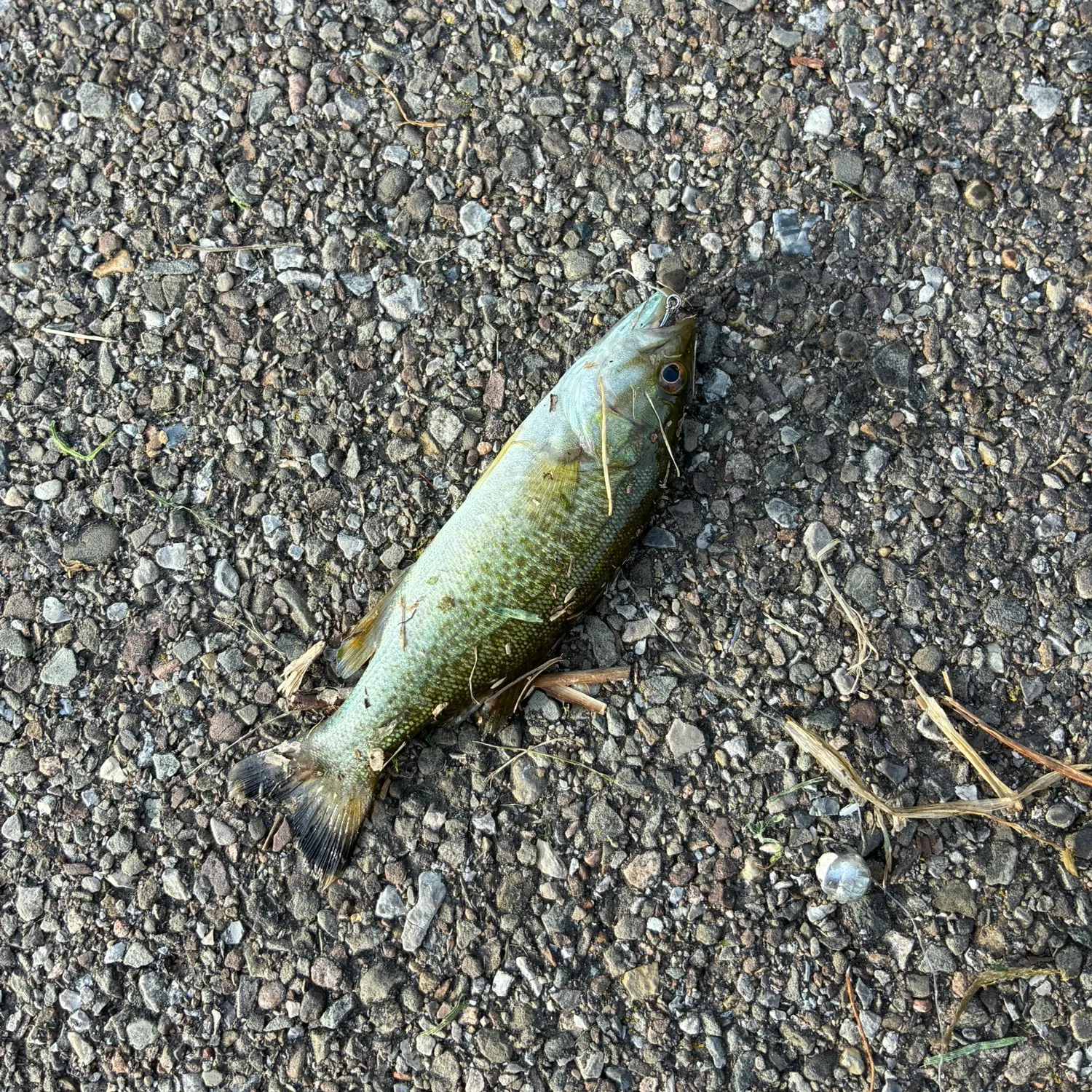 Smallmouth bass caught on Fishbrain