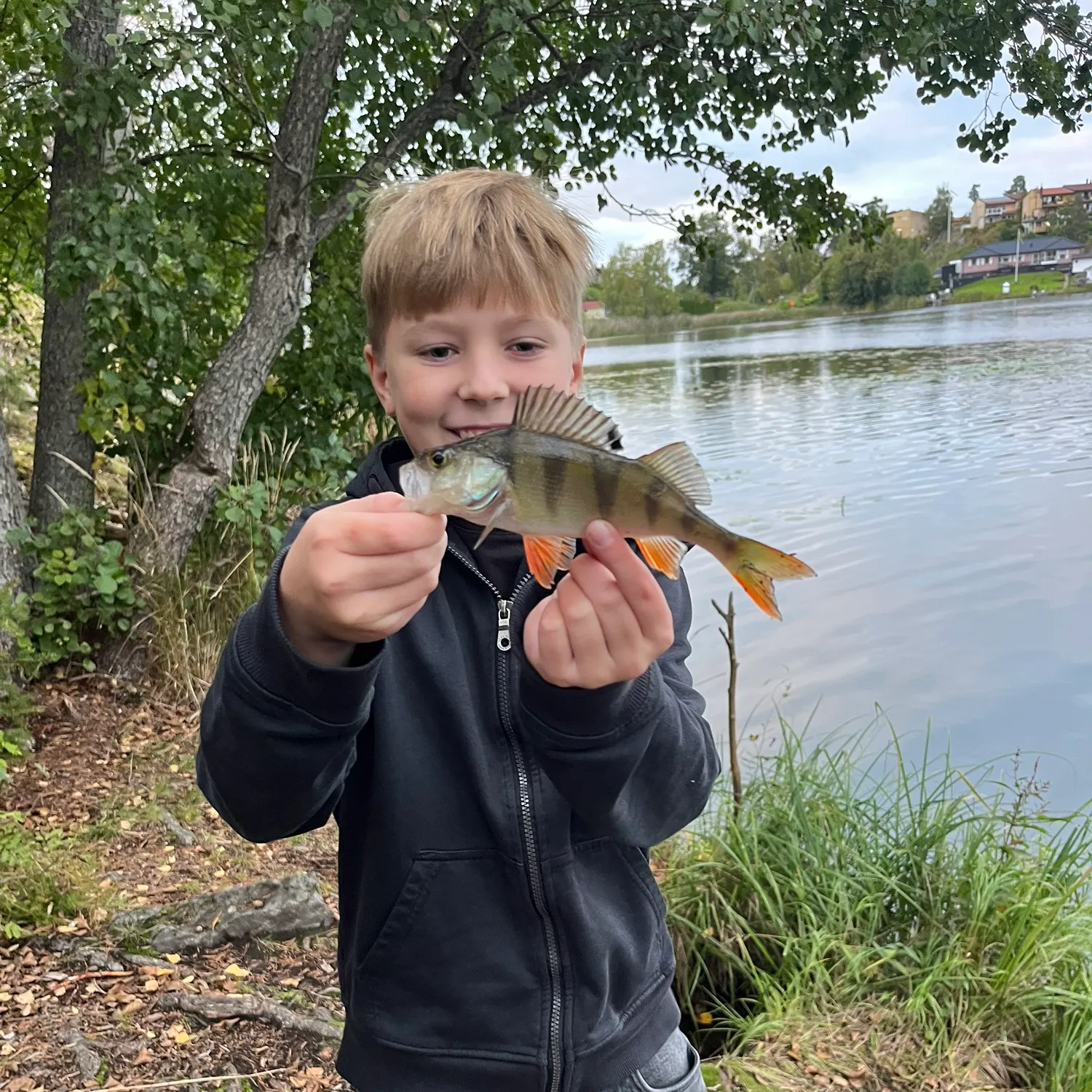 European perch caught on Fishbrain