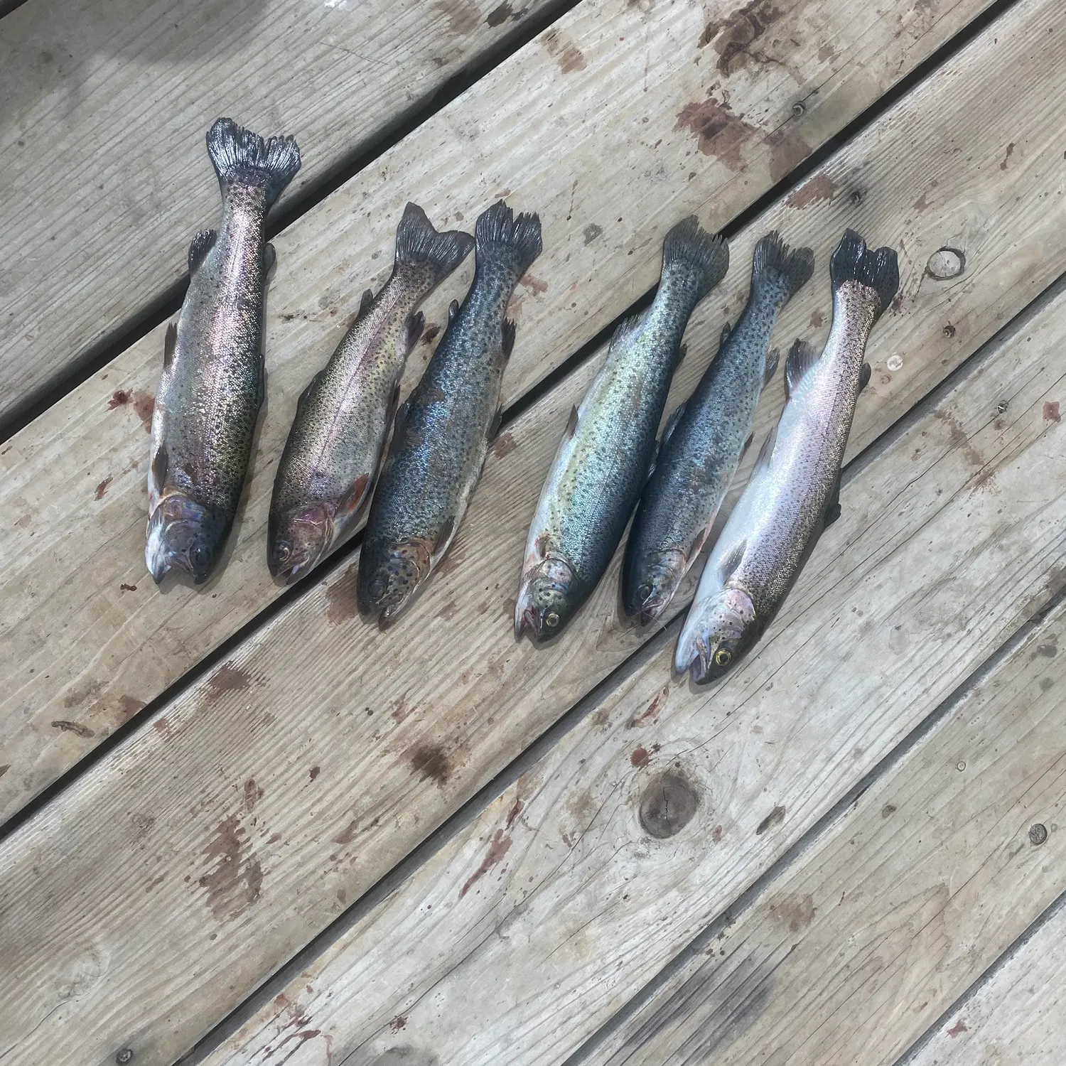recently logged catches