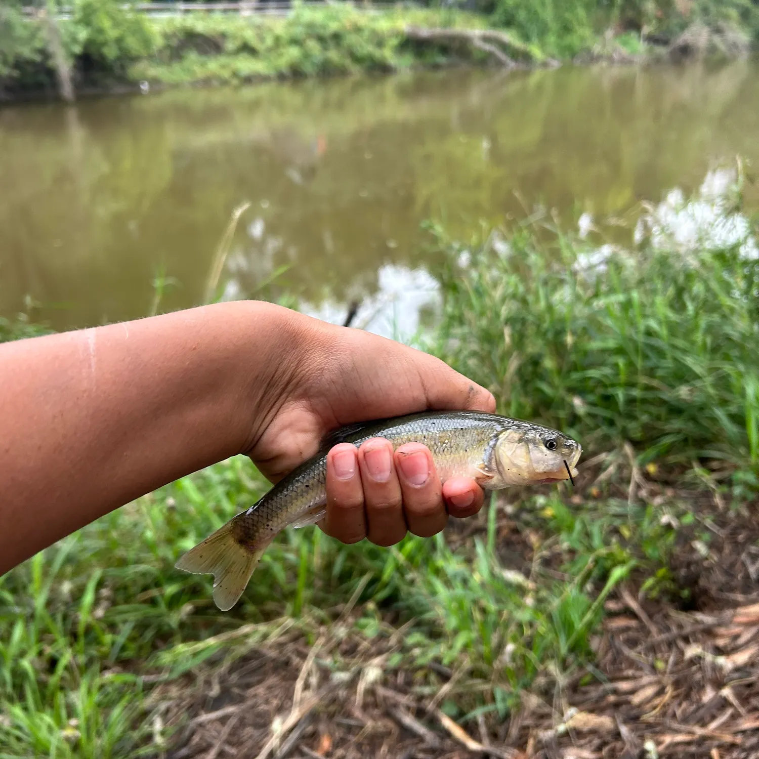 Creek chub caught on Fishbrain