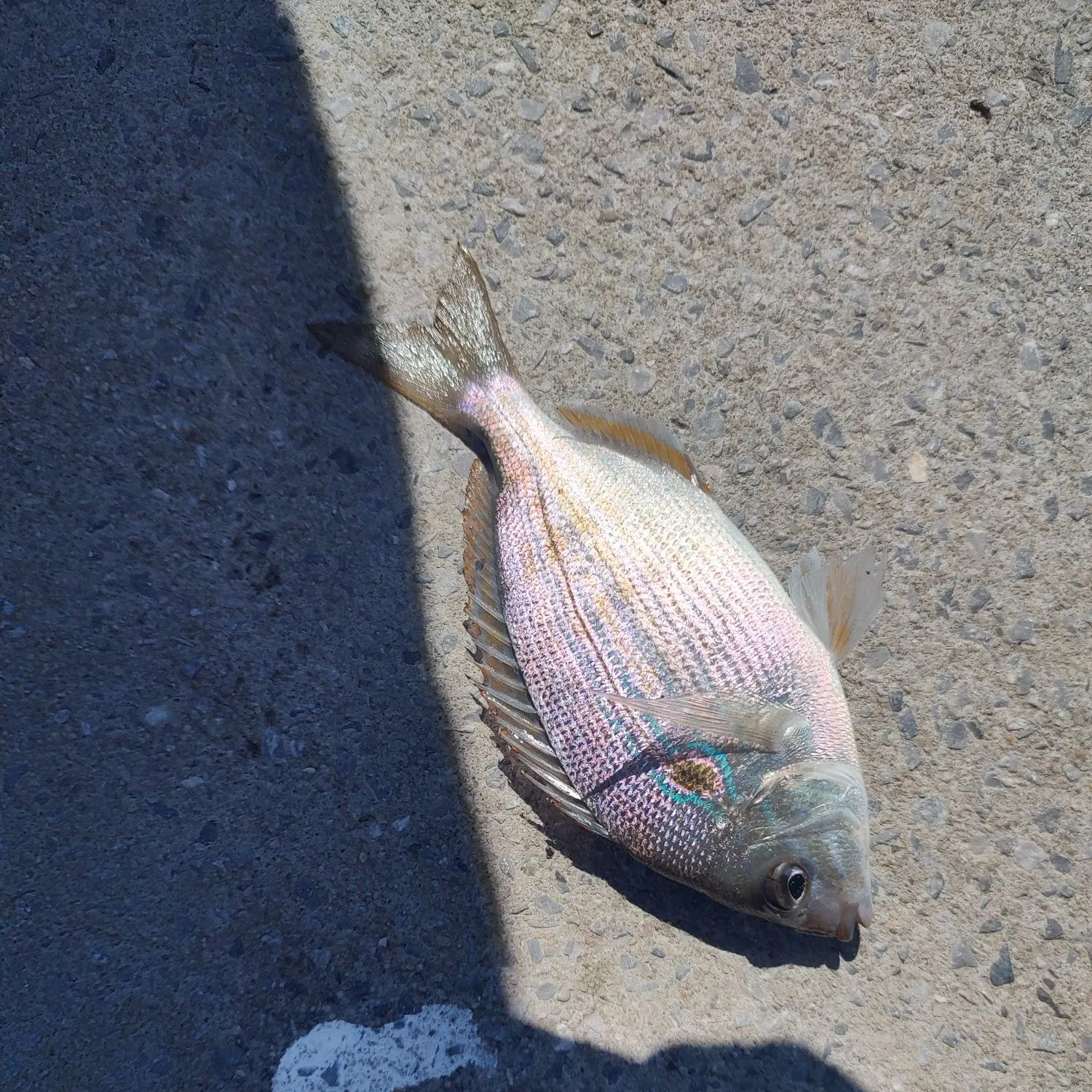 Pinfish caught on Fishbrain