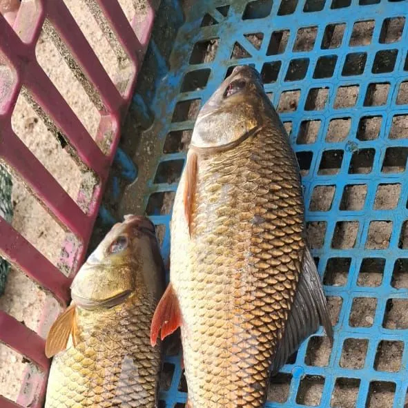 Rohu carp caught on Fishbrain