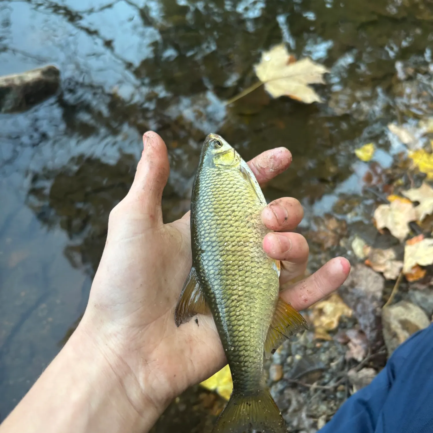 Golden shiner caught on Fishbrain