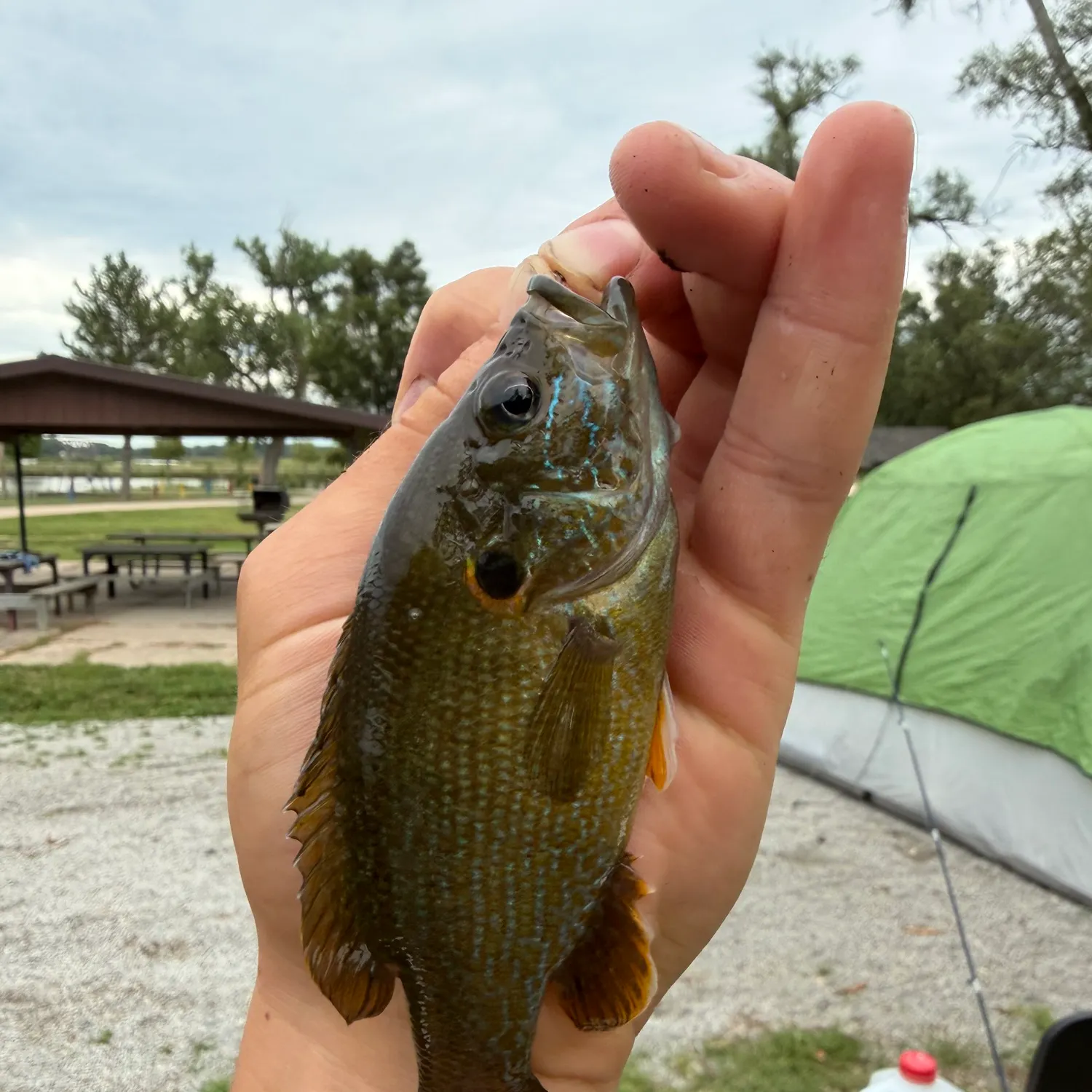 Green sunfish caught on Fishbrain