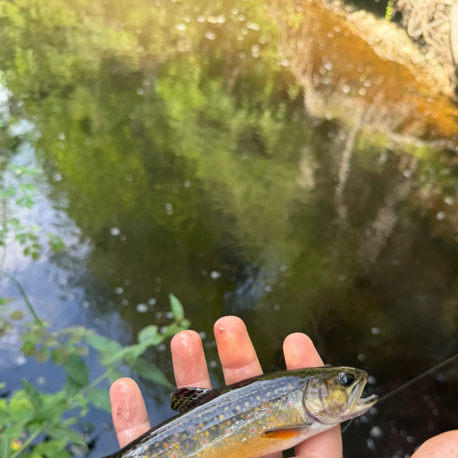 Brook trout caught on Fishbrain