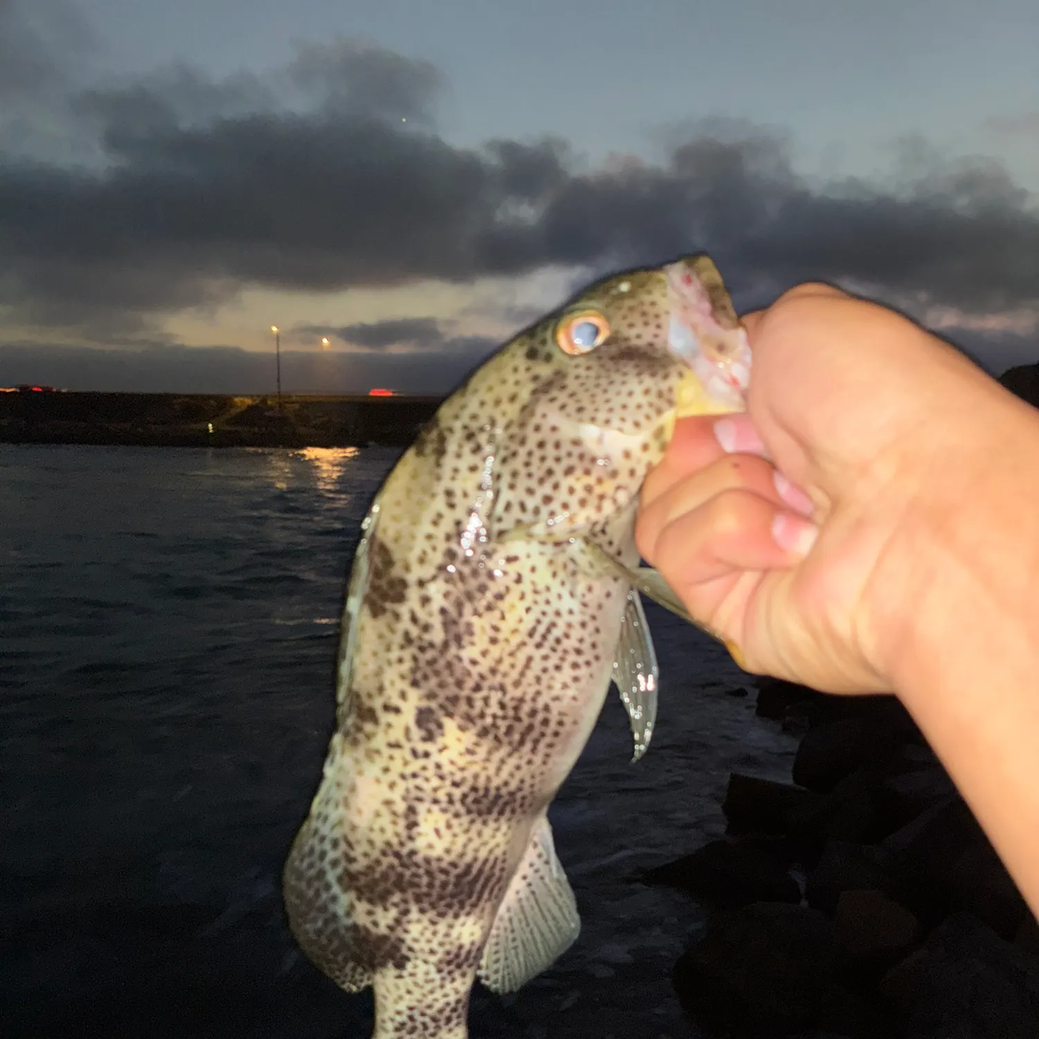 Spotted sand bass caught on Fishbrain